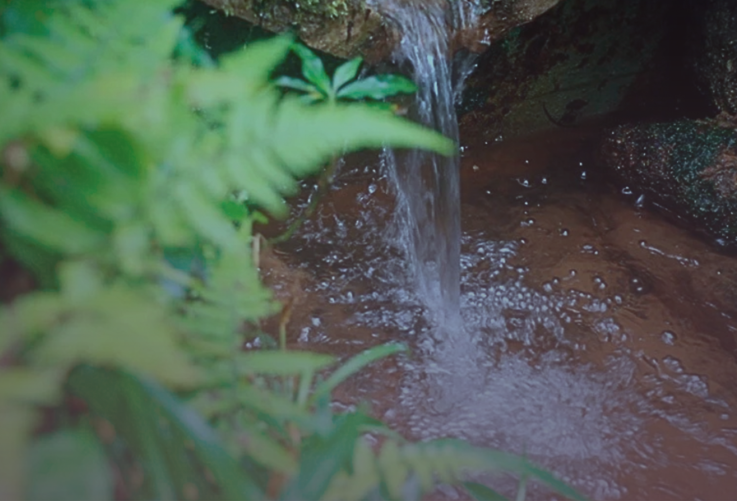 Novo projeto de lei defende a proteção das nascentes de São Paulo