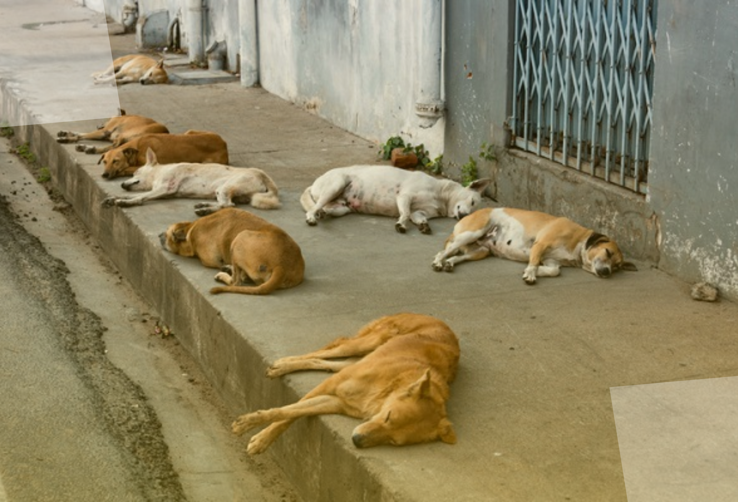Programa Banco de Ração: uma iniciativa de Toninho Vespoli para apoiar animais em situação de vulnerabilidade